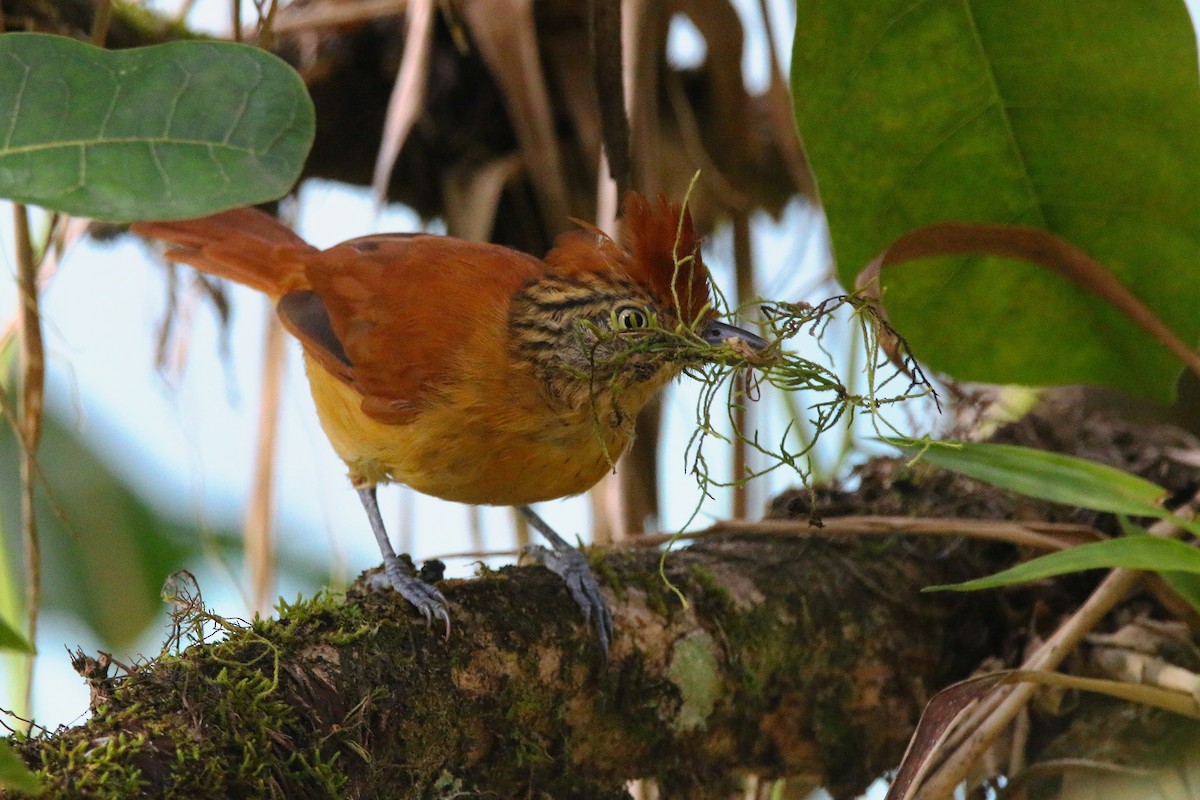 Barred Antshrike - ML616991331