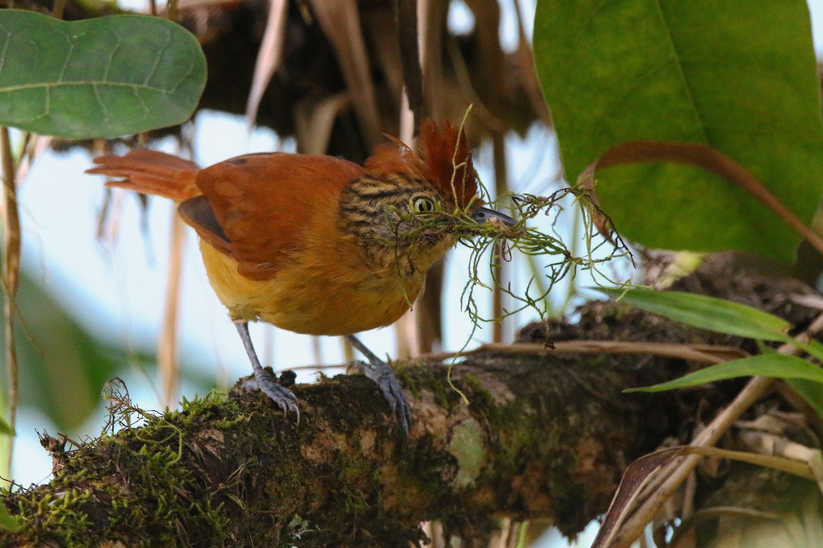 Barred Antshrike - ML616991335