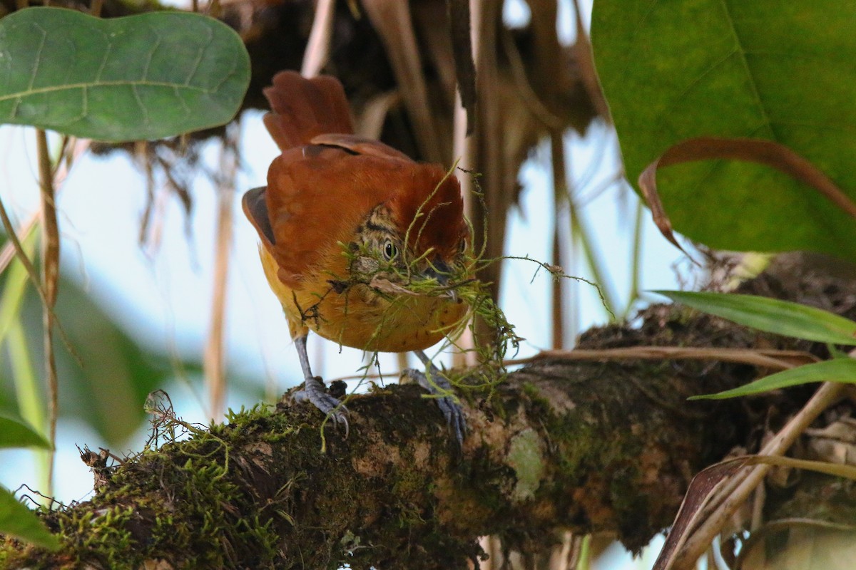 Barred Antshrike - ML616991336