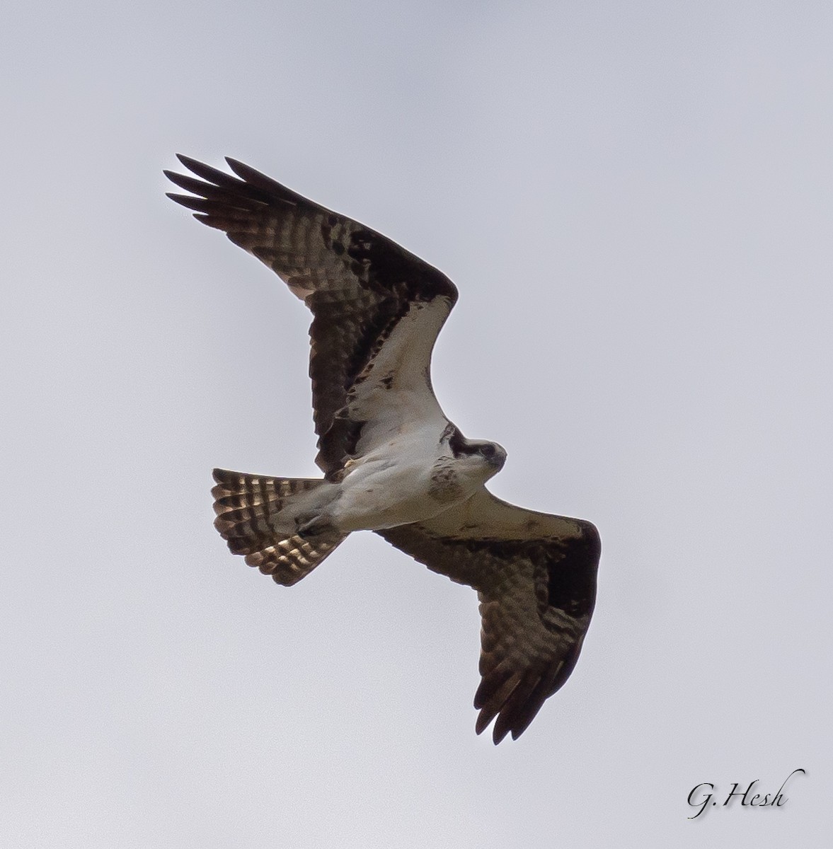 Osprey - Gina Hesh