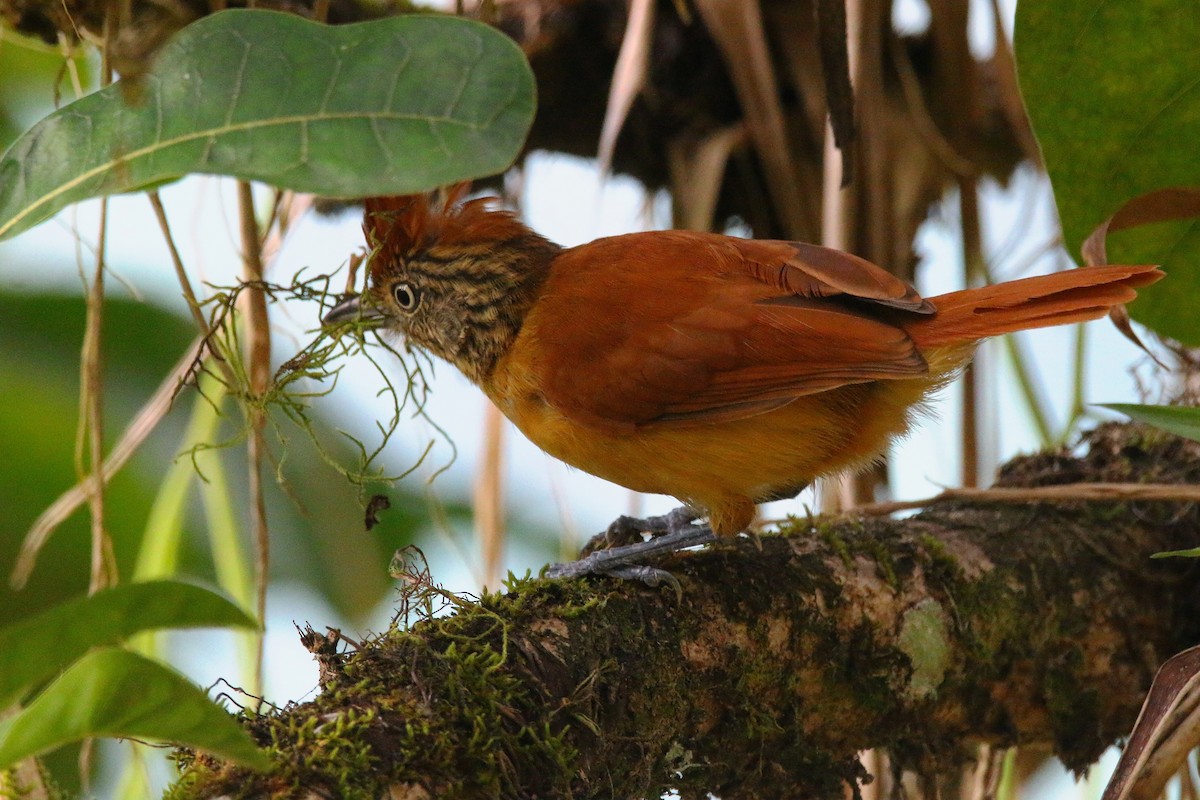 Barred Antshrike - ML616991346