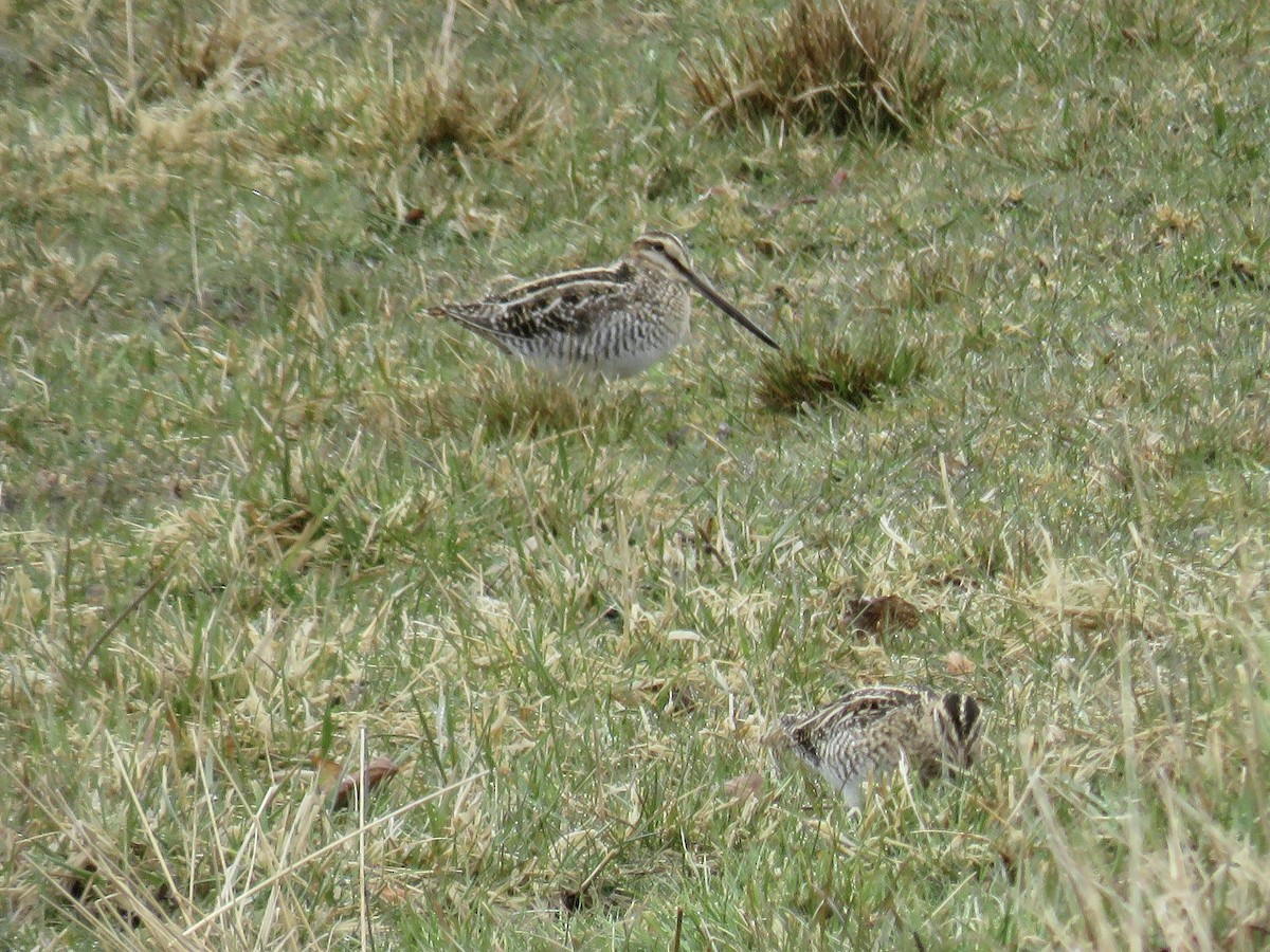 Wilson's Snipe - ML616991352