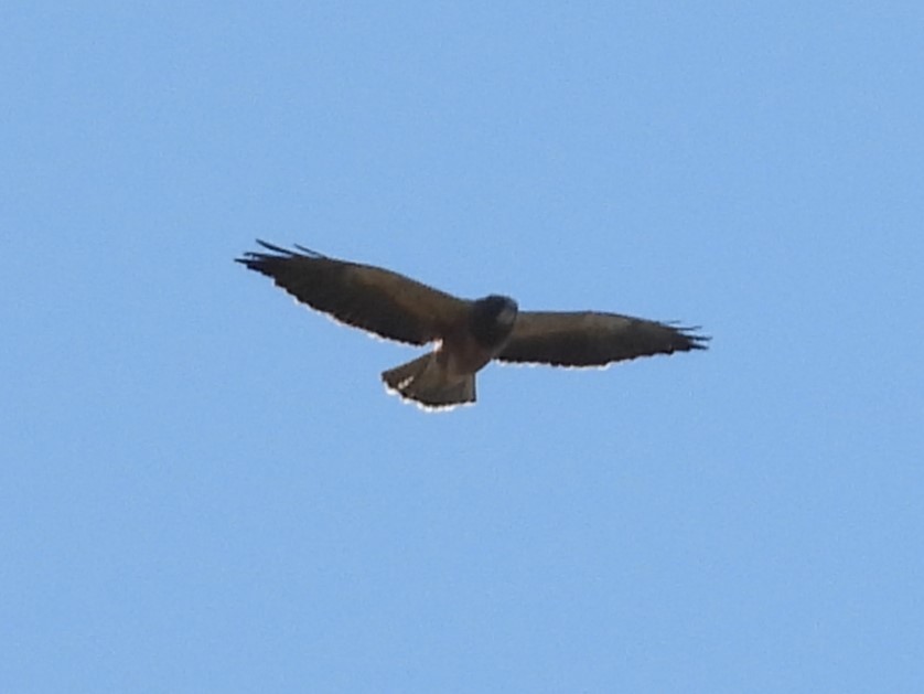 Swainson's Hawk - ML616991355