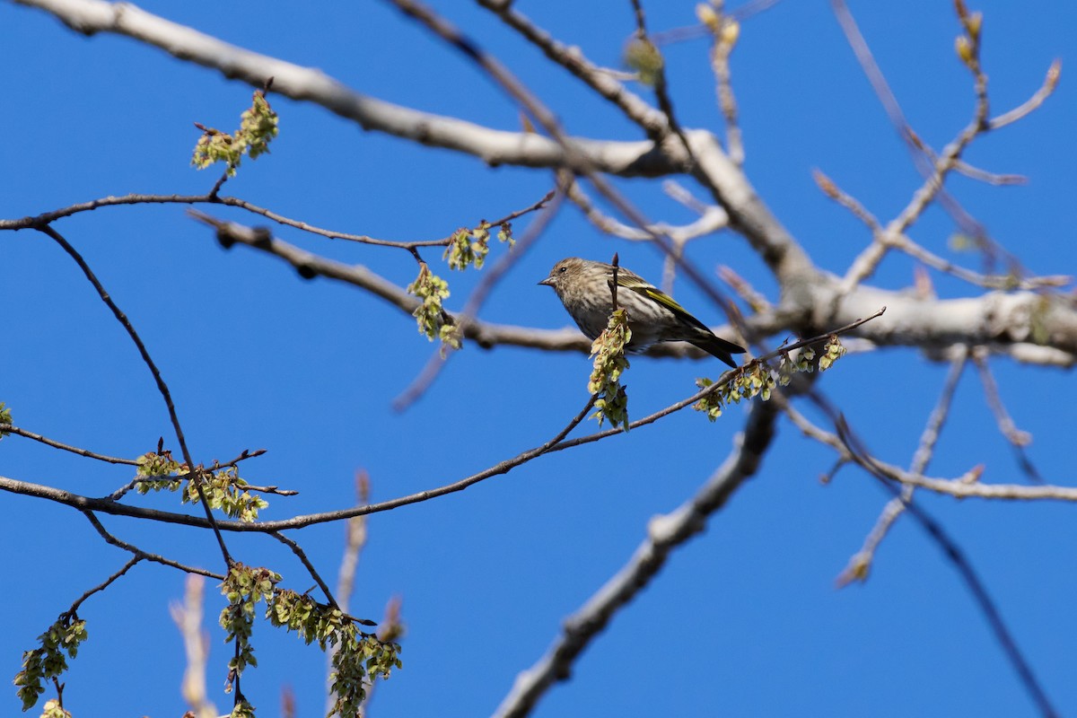 Pine Siskin - ML616991372