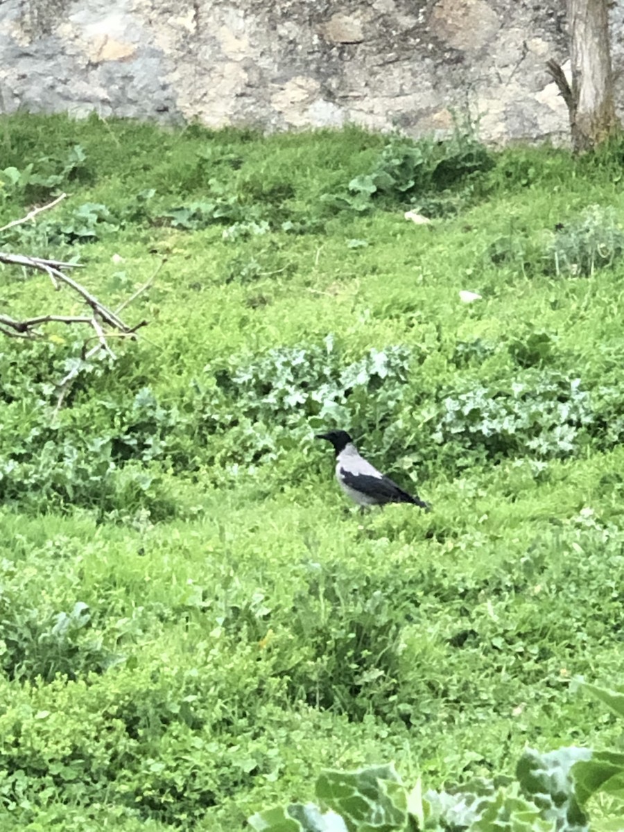 Hooded Crow - ML616991385