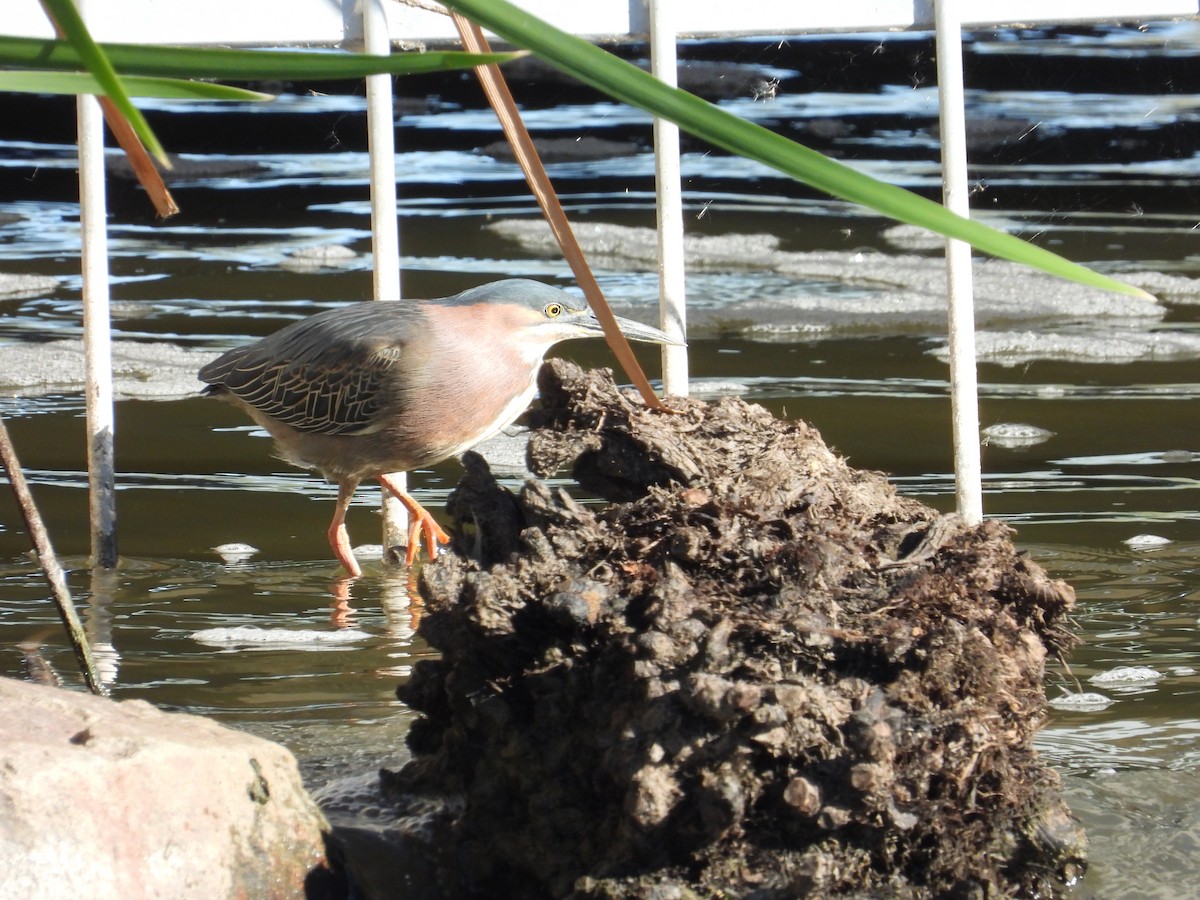 Green Heron - Mark Selle