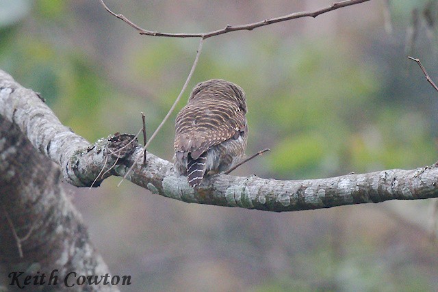 Asian Barred Owlet - ML616991443