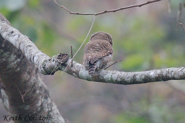 Asian Barred Owlet - ML616991445