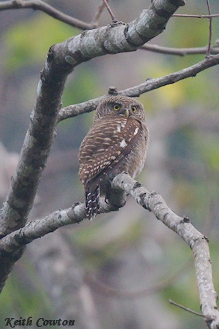 Asian Barred Owlet - ML616991446