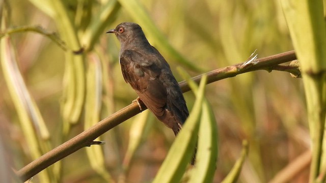 Gray-bellied Cuckoo - ML616991447