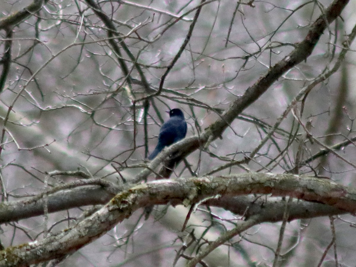 Rusty Blackbird - Sherry Plessner