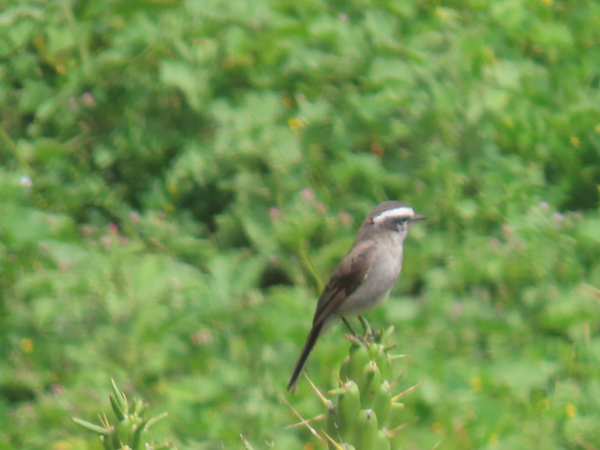 White-browed Chat-Tyrant - Katherine Holland