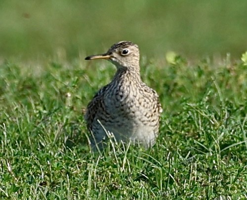 Upland Sandpiper - ML616991510