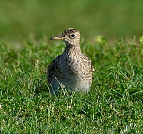 Upland Sandpiper - ML616991511