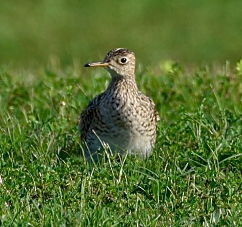 Upland Sandpiper - ML616991511