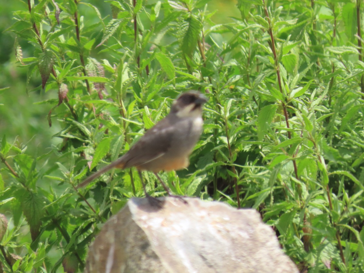 Rusty-bellied Brushfinch - ML616991513