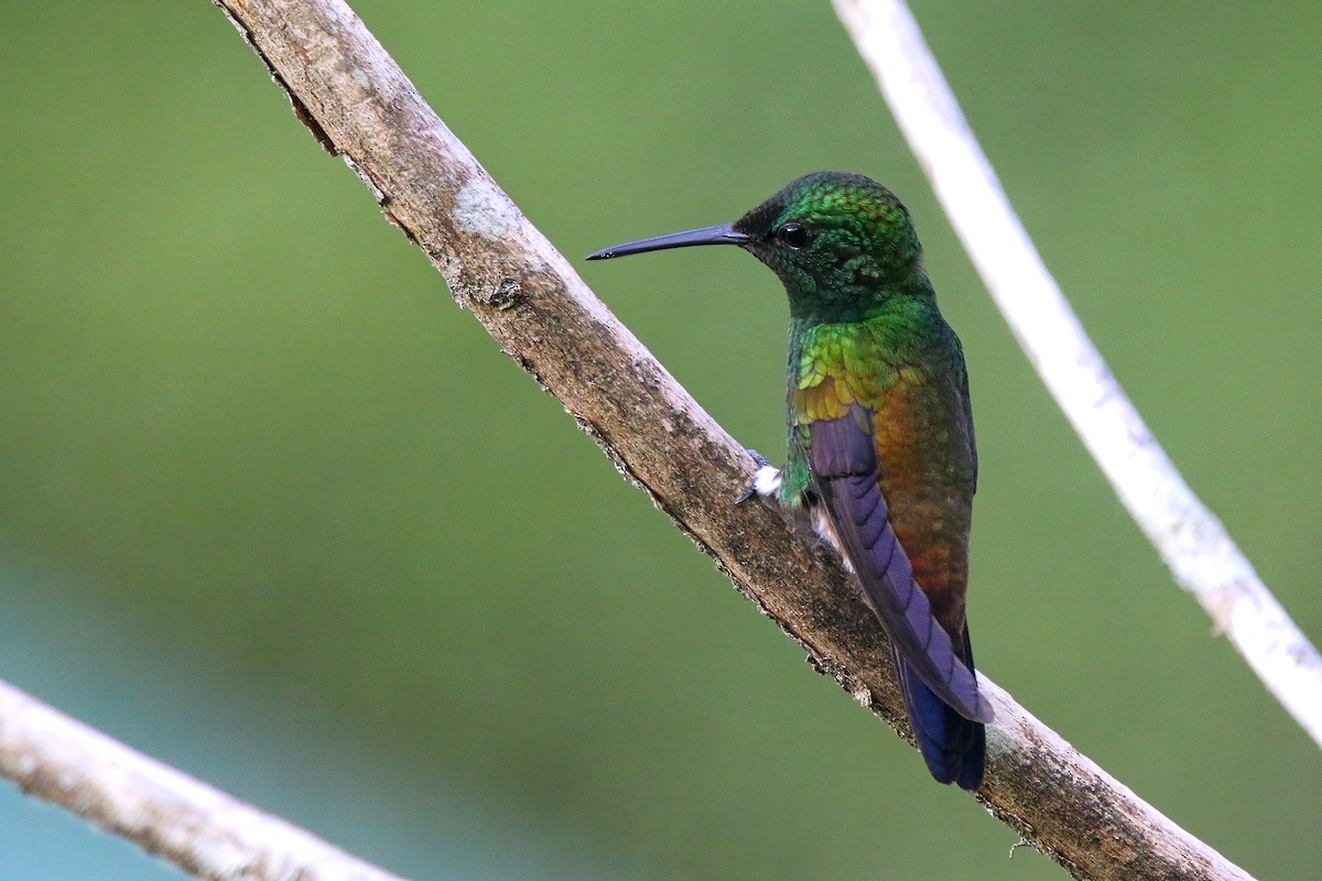 Copper-rumped Hummingbird - ML616991522