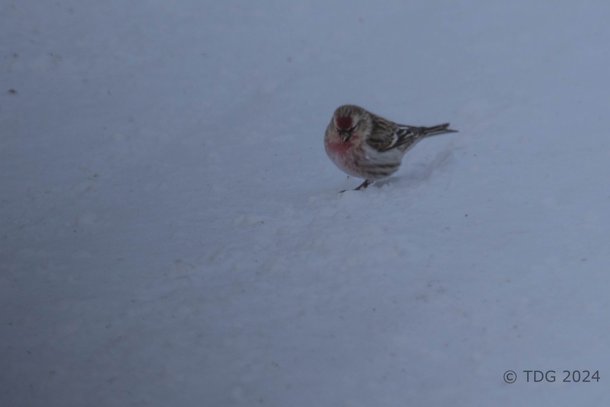 čečetka zimní (ssp. flammea/rostrata/islandica) - ML616991559