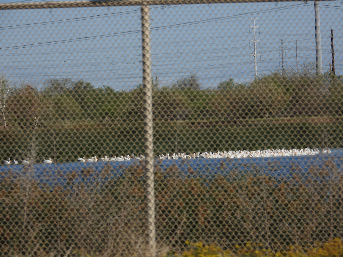 American White Pelican - ML616991569