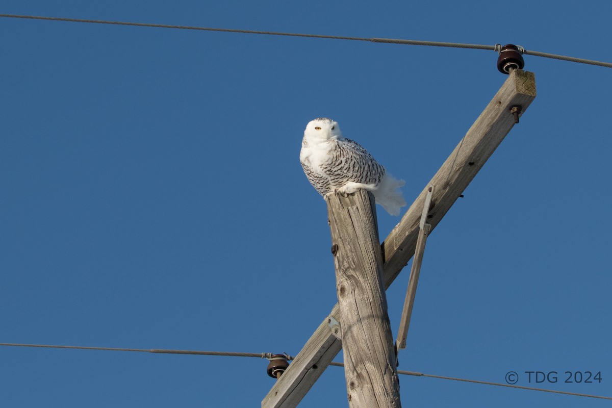 sovice sněžní - ML616991585