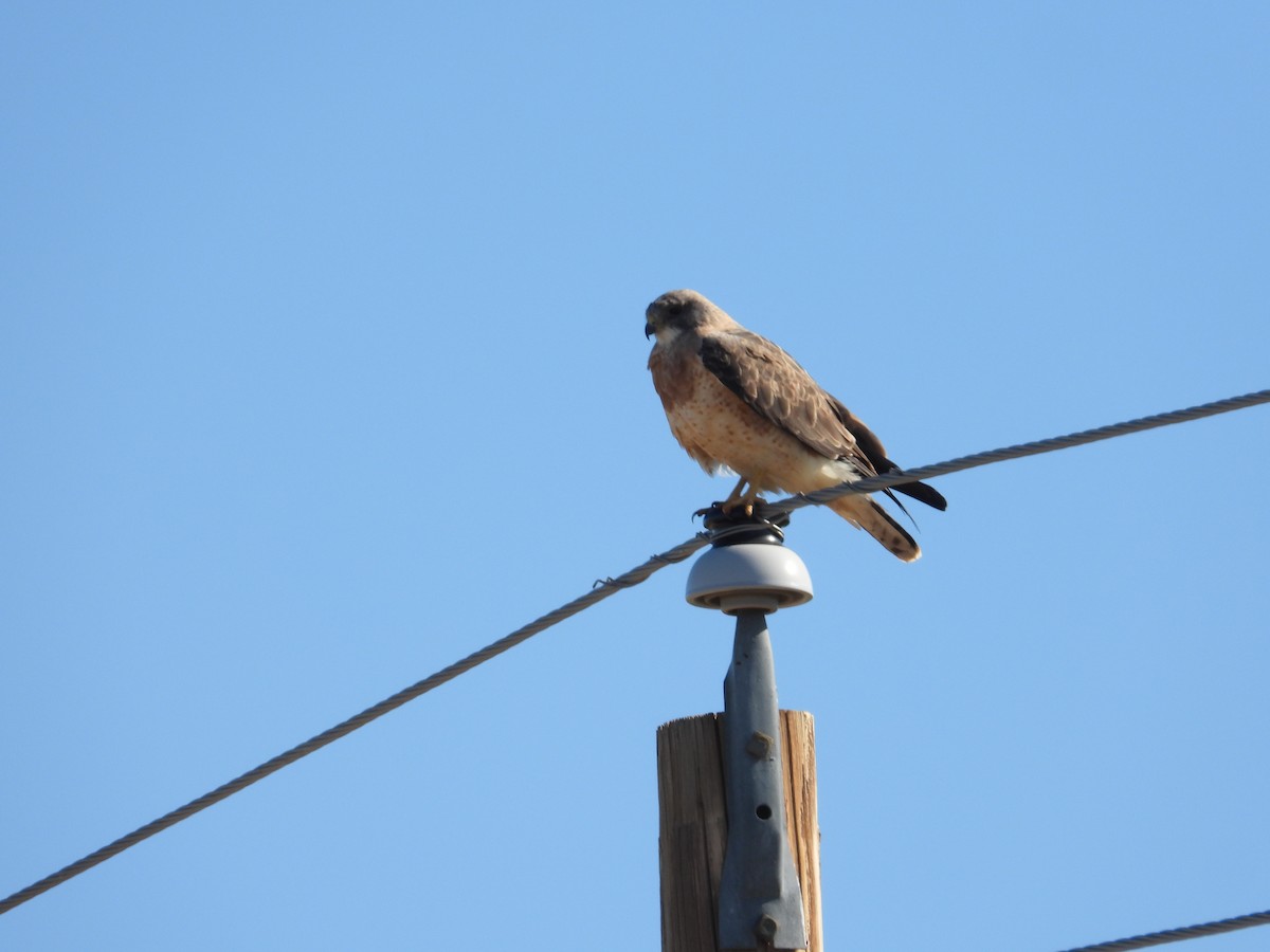 Swainson's Hawk - ML616991645