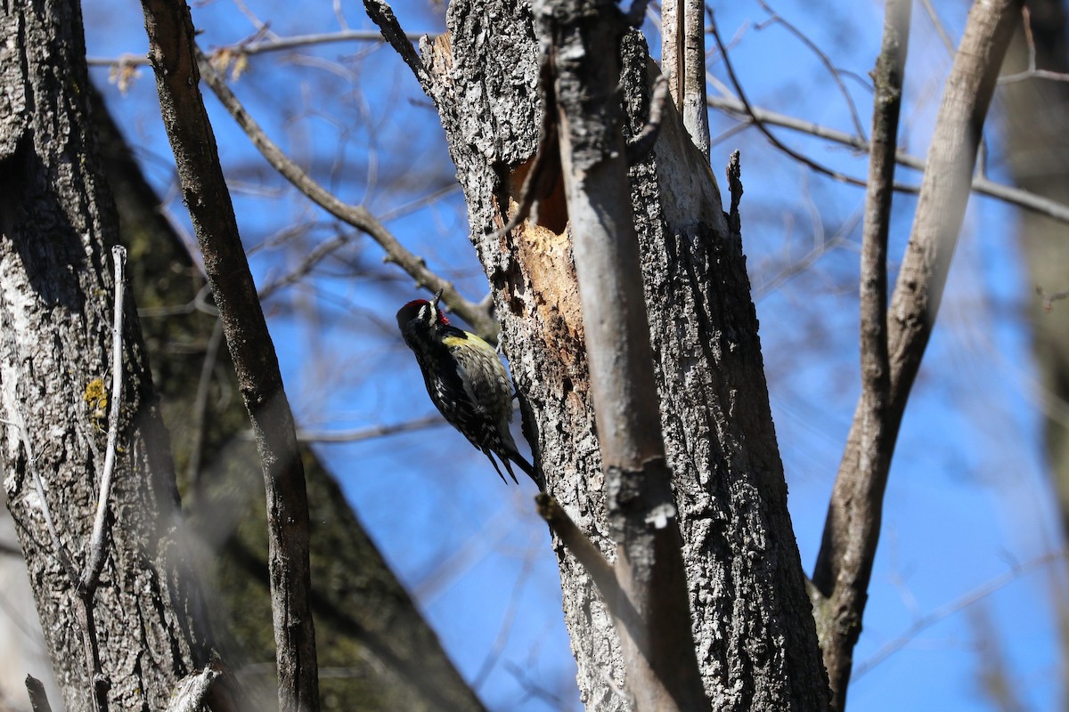 Yellow-bellied Sapsucker - ML616991657