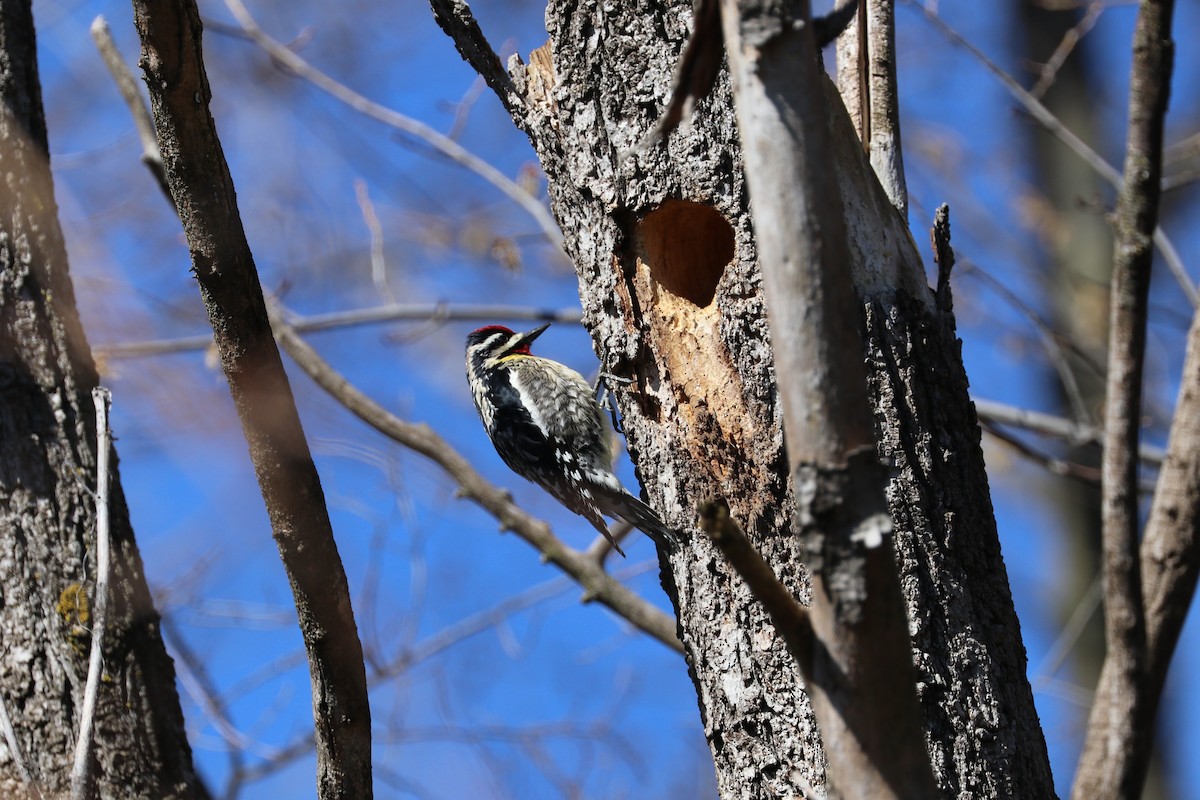 Yellow-bellied Sapsucker - Susan Szeszol