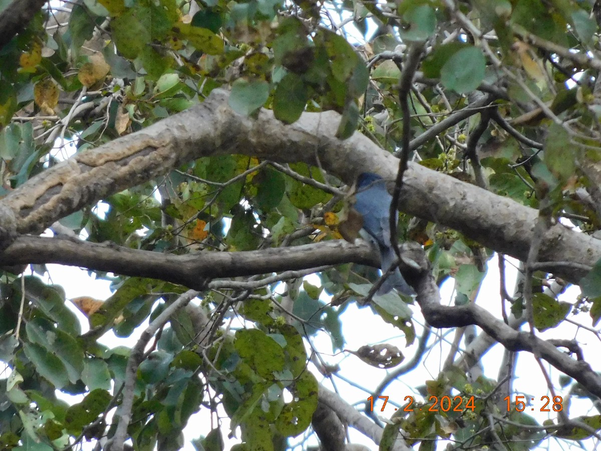 Drongo à ventre blanc - ML616991662