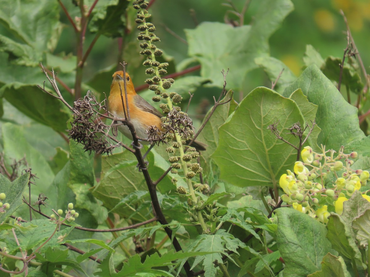 Rufous-chested Tanager - Katherine Holland