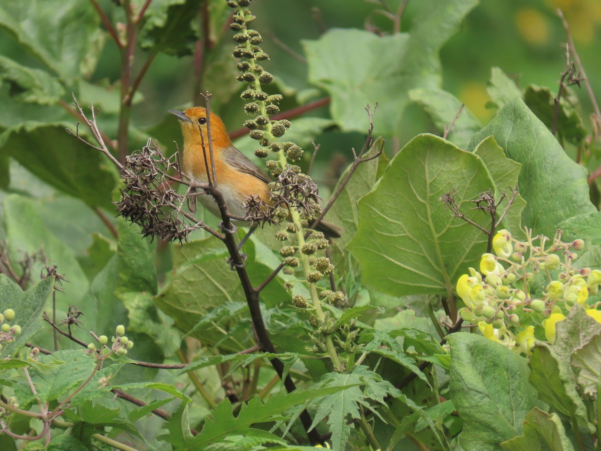 Rufous-chested Tanager - Katherine Holland