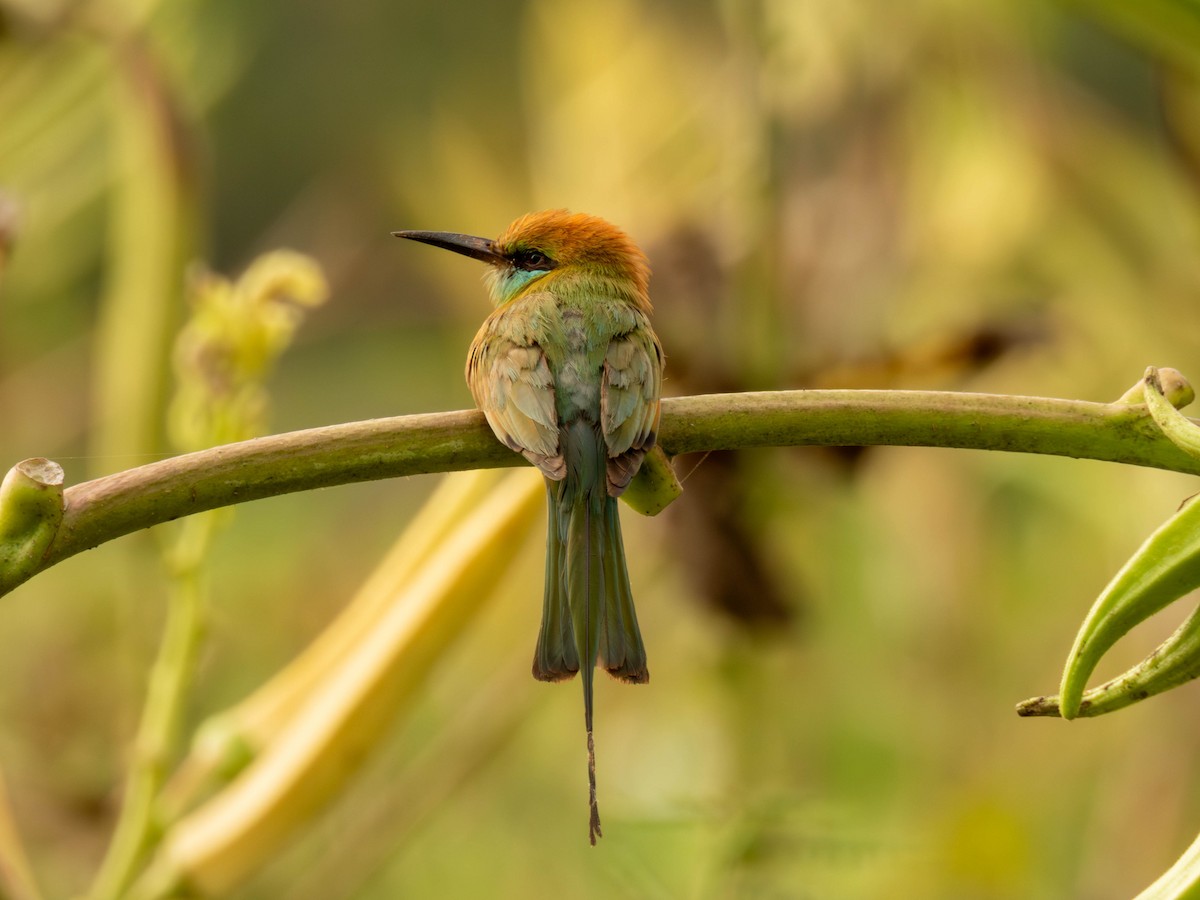 Asian Green Bee-eater - ML616991746