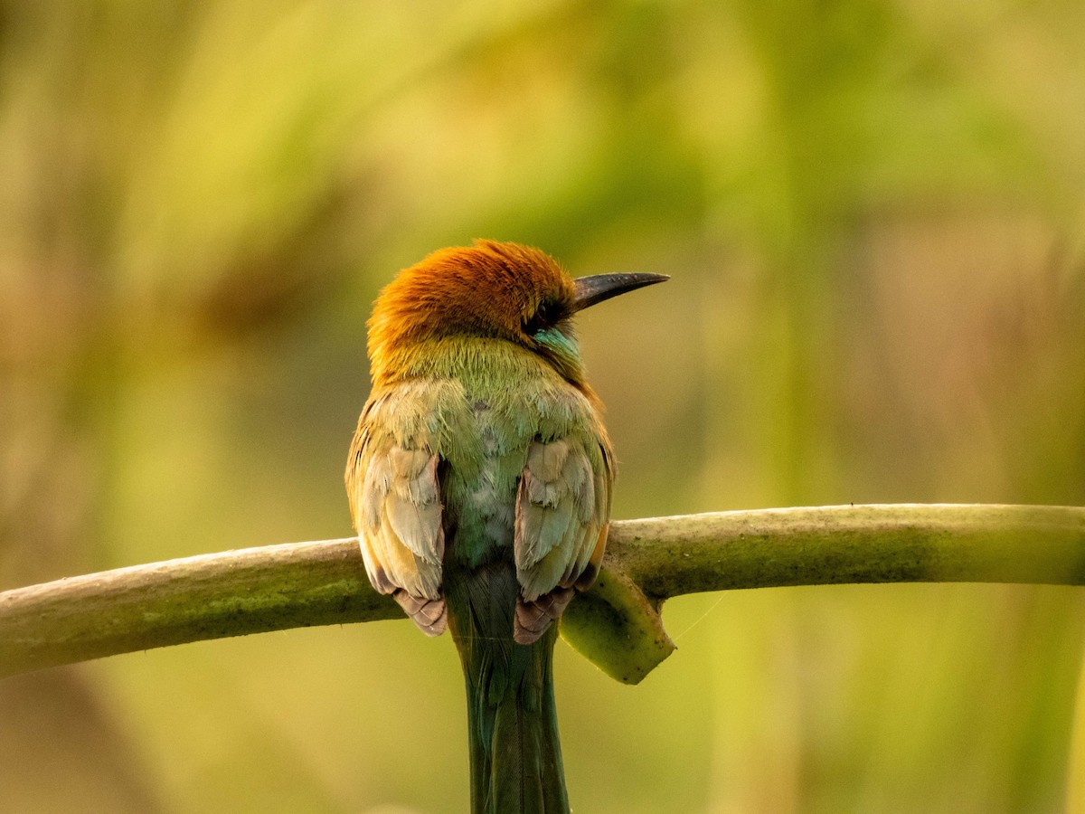 Asian Green Bee-eater - shyamkumar puravankara