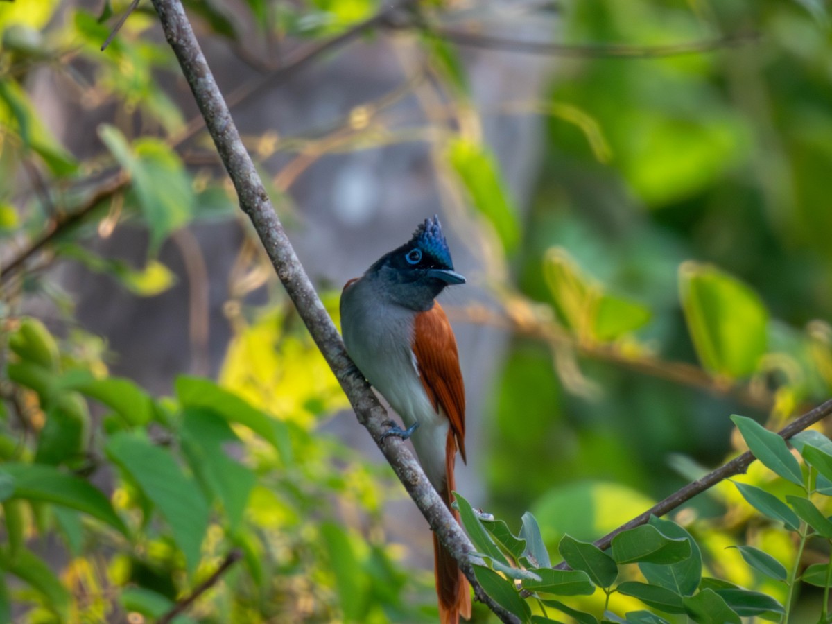 Indian Paradise-Flycatcher - ML616991752