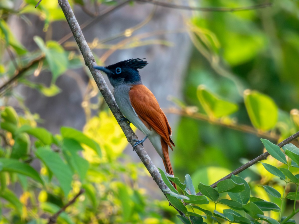 Indian Paradise-Flycatcher - shyamkumar puravankara