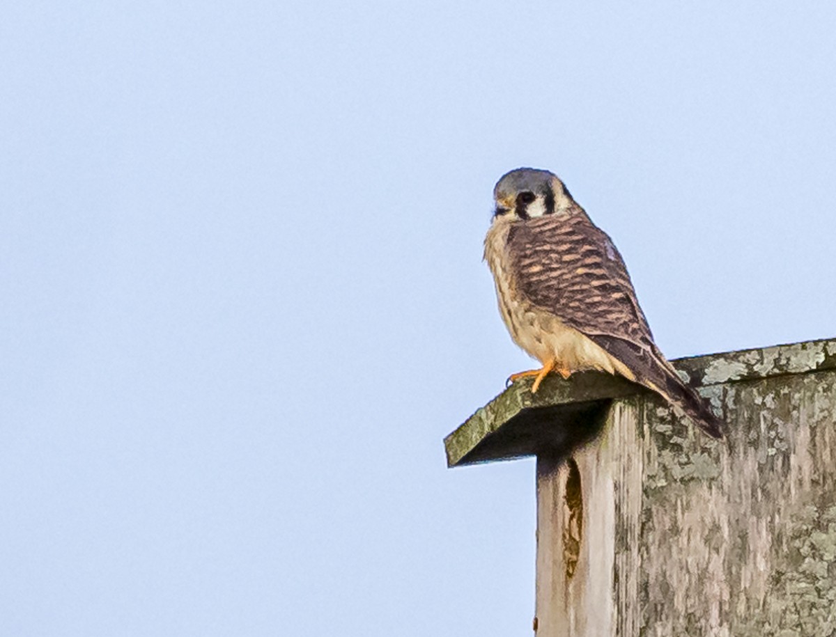 American Kestrel - ML616991770