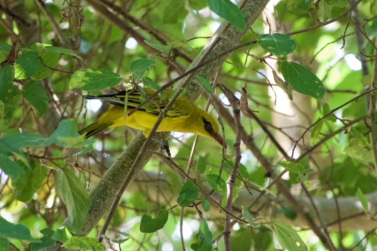 African Golden Oriole - ML616991783