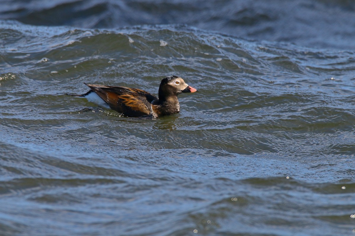 Long-tailed Duck - ML616991795
