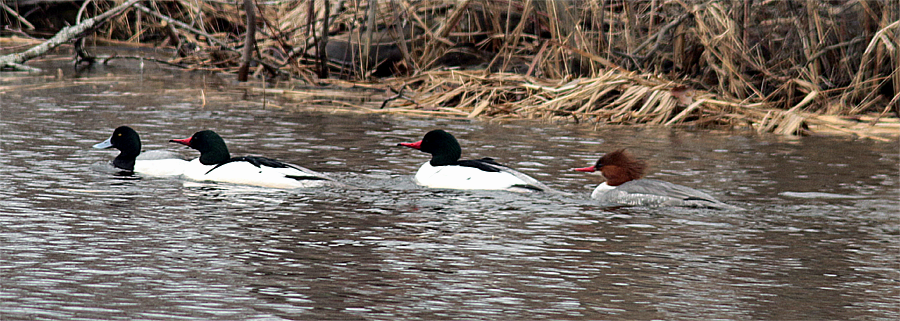 Greater Scaup - Mike Fahay