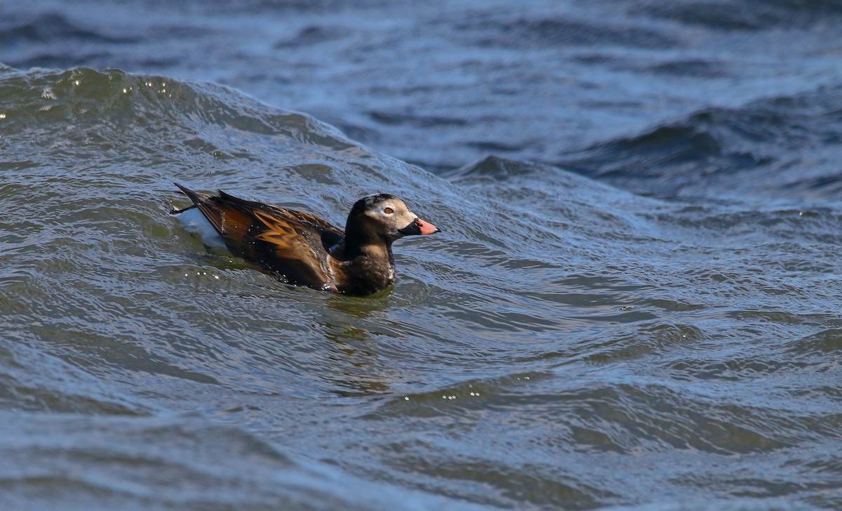 Long-tailed Duck - ML616991800