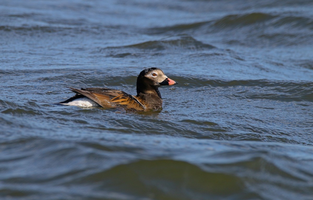 Long-tailed Duck - ML616991807