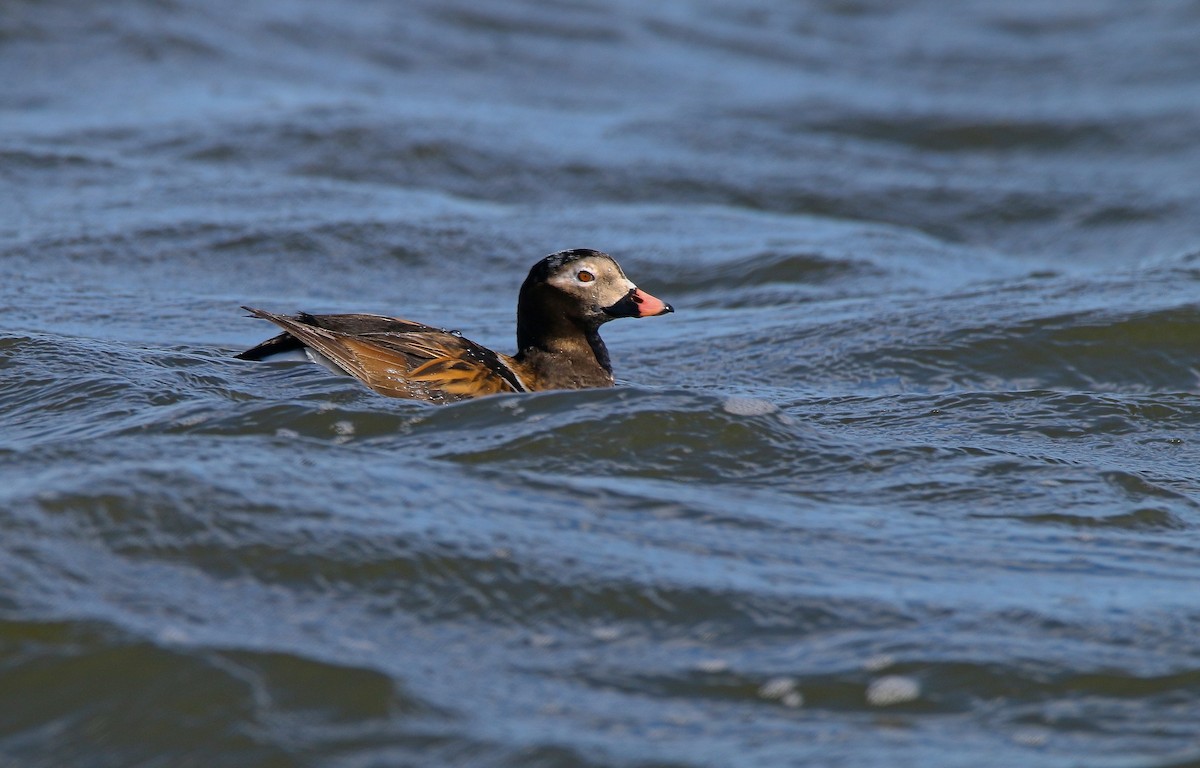 Long-tailed Duck - ML616991810