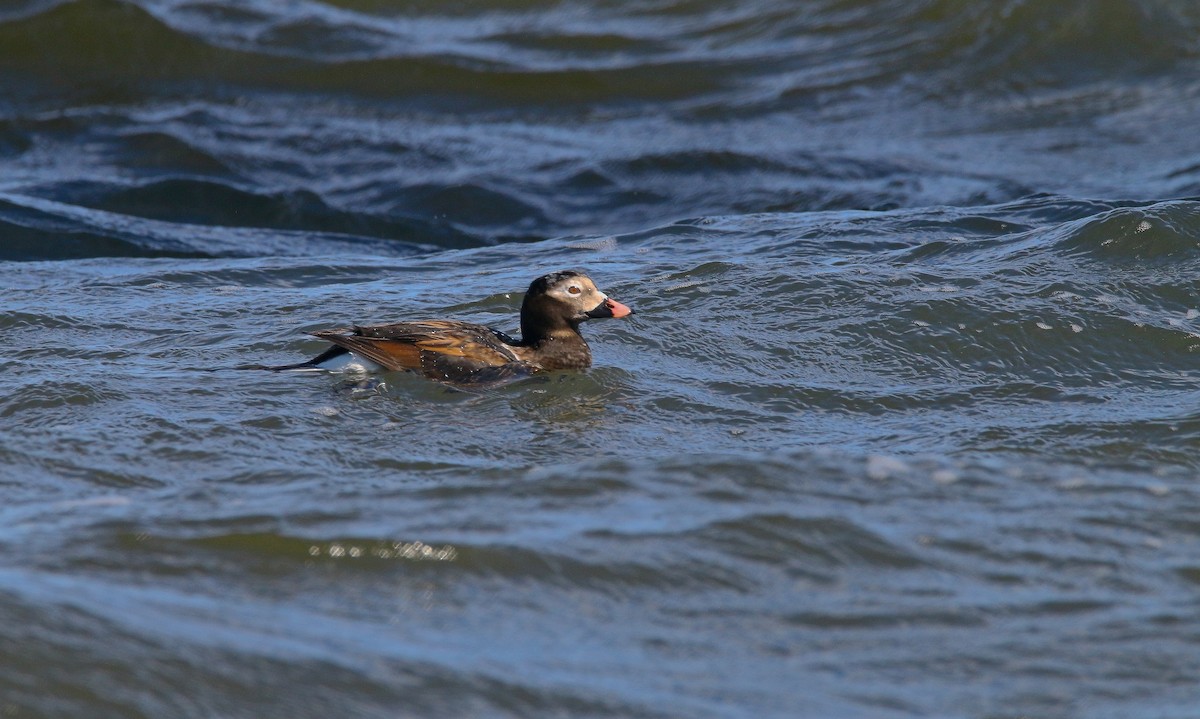 Long-tailed Duck - ML616991812