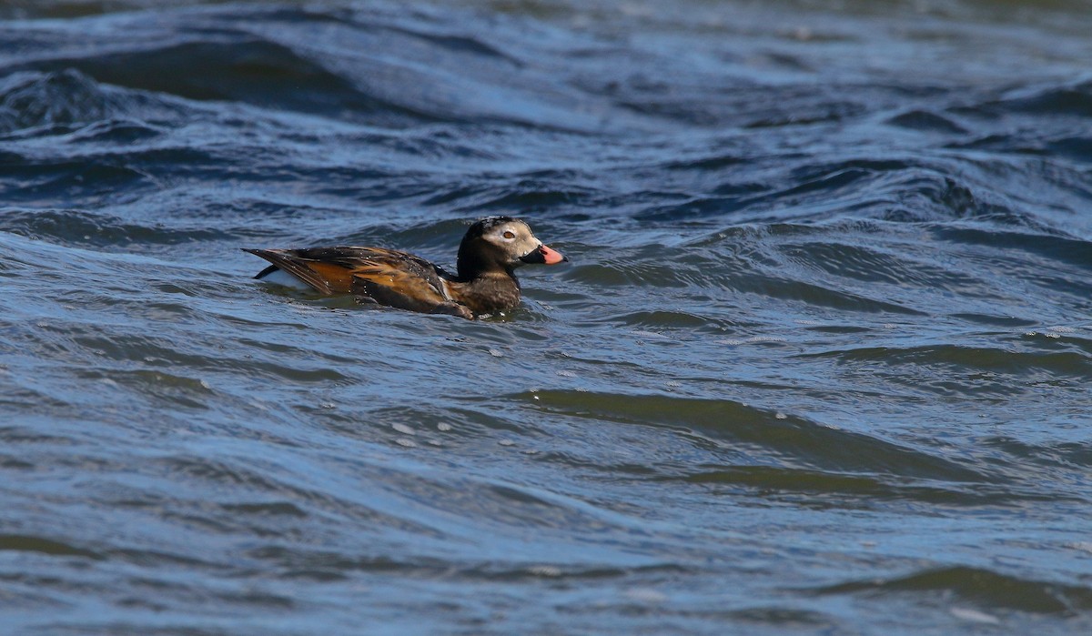 Long-tailed Duck - ML616991813