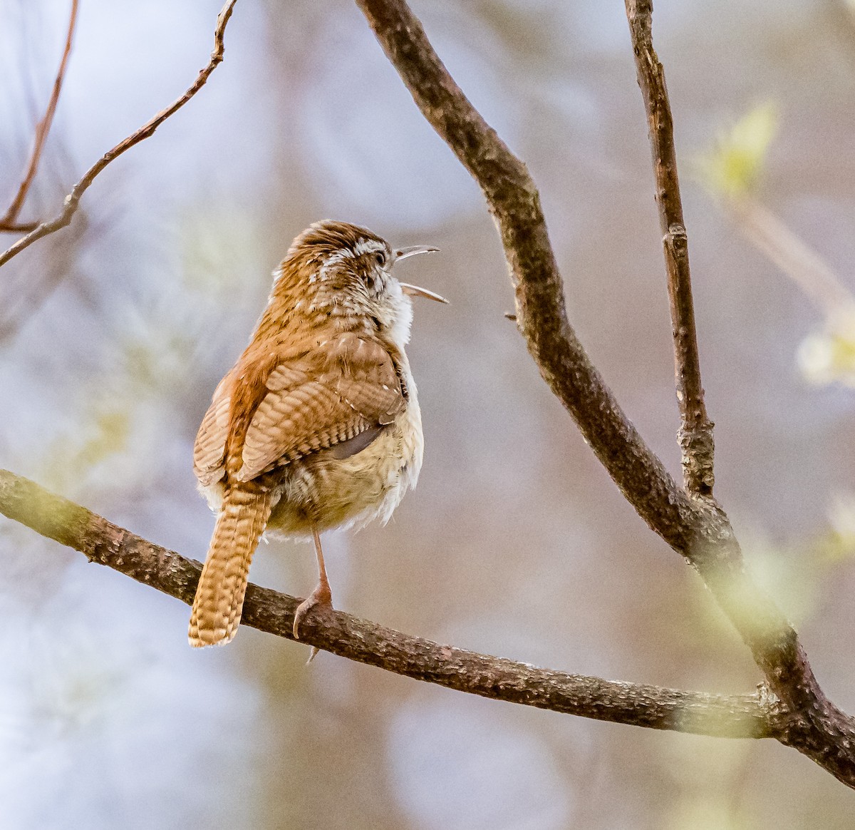 Carolina Wren - ML616991842