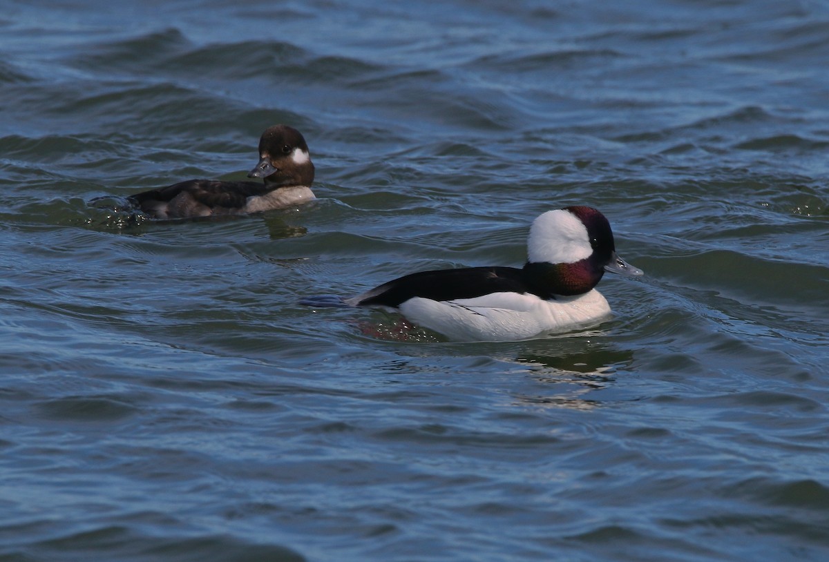 Bufflehead - ML616991845