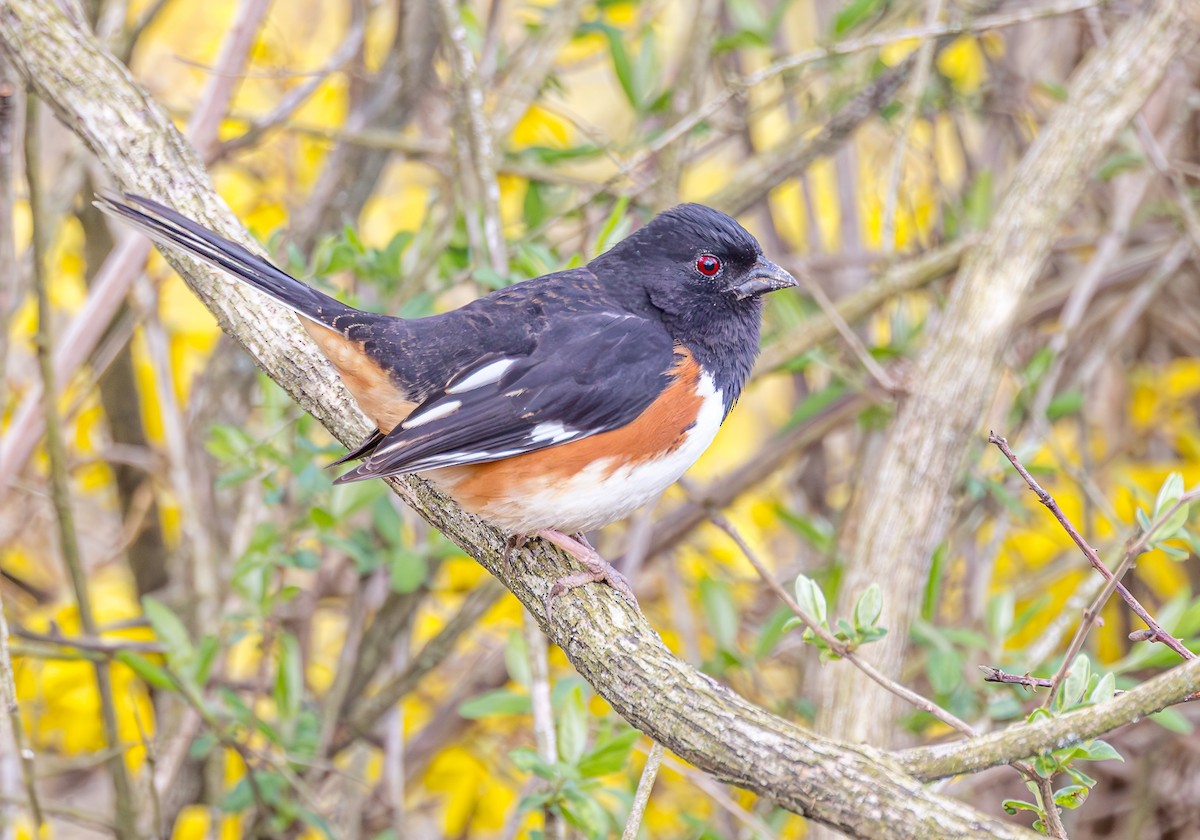 Eastern Towhee - ML616991891