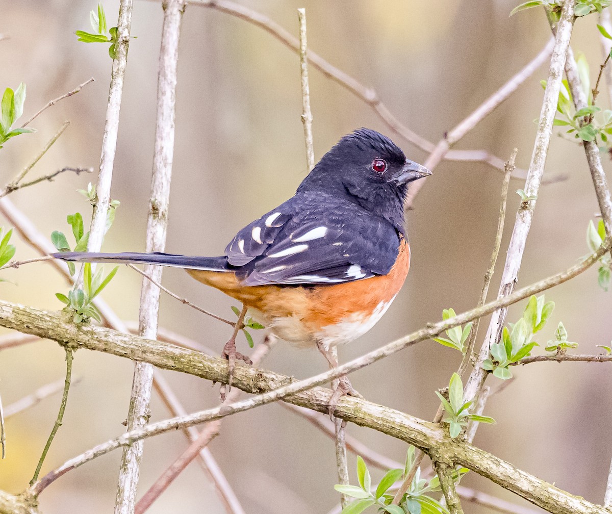 Eastern Towhee - ML616991892
