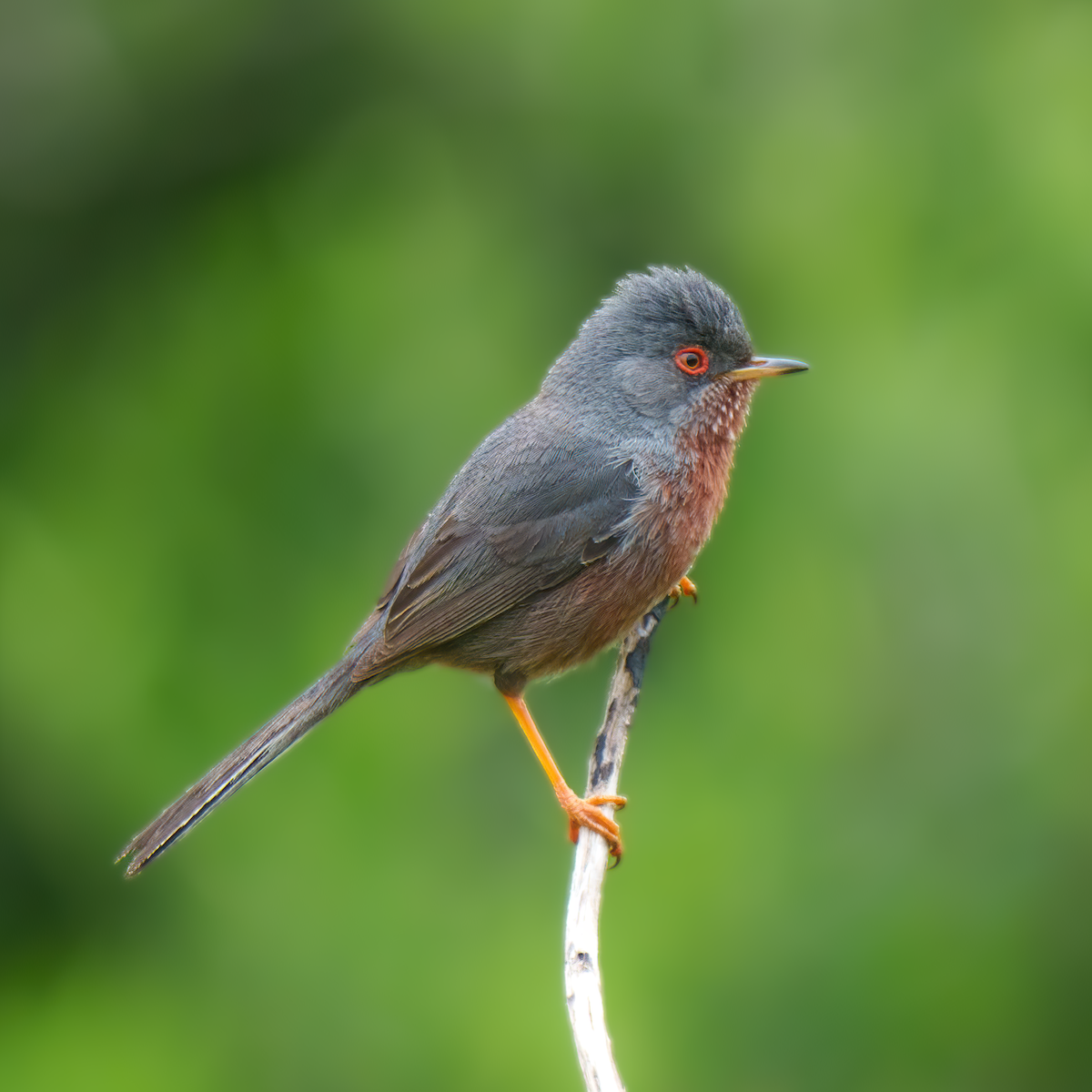 Dartford Warbler - Rui Pereira | Portugal Birding