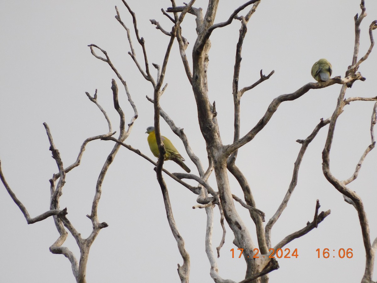 Yellow-footed Green-Pigeon - ML616991943
