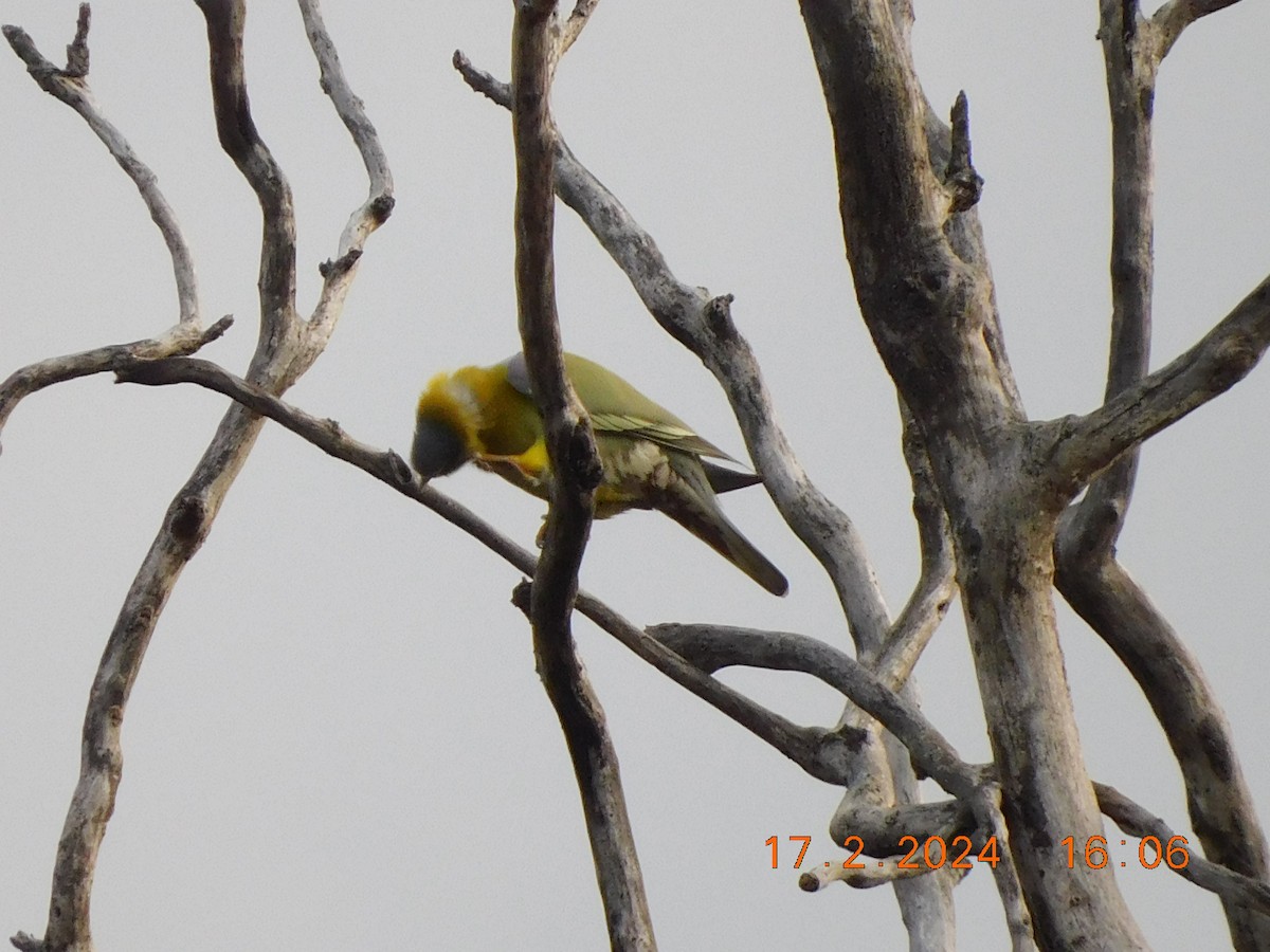 Yellow-footed Green-Pigeon - ML616991947